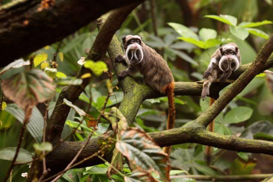  Fornecido por Info Macacos