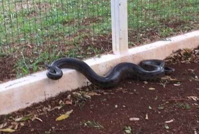 (Ponta Porã Informa)