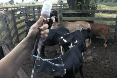 A vacinação em Mato Grosso do Sul começou no dia 1º de abril, pela região de fronteira, considerada mais vulnerável, onde os trabalhos seguem até o dia 15 de maio - Foto: Edemir Rodrigues