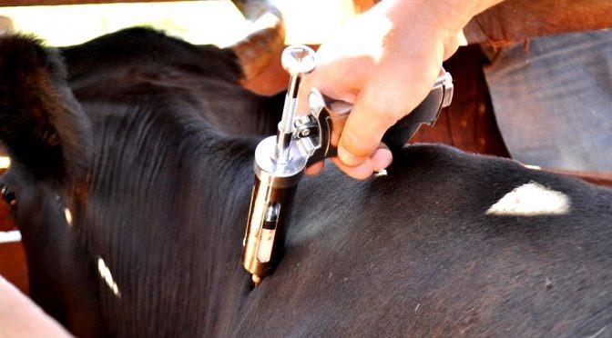 Pecuaristas de MS já podem comprar vacinas contra aftosa a partir desta quarta-feira