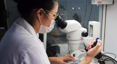 Laboratório da Uems pesquisa melhoramento genético de bovinos