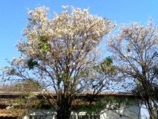 Leitor registra começo de floração do ipê branco. (Foto: Campo G. News Direto das Ruas)