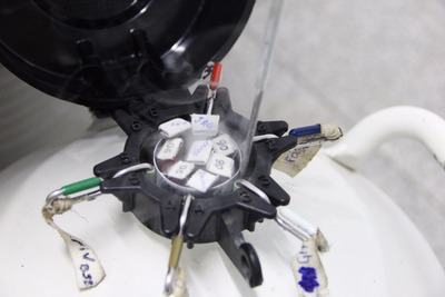 Os sêmens coletados são congelados e mantidos em nitrogênio líquido, numa temperatura de -196ºC.
