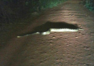 Radialista deu de cara com a serpente no meio da rua. (Foto: Dalvinha Ferreira/Coxim Agora)