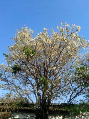 Flores do ipê branco são menores, se comparado com o ipê amarelo. (Foto: Campo G. News Direto das Ruas)
