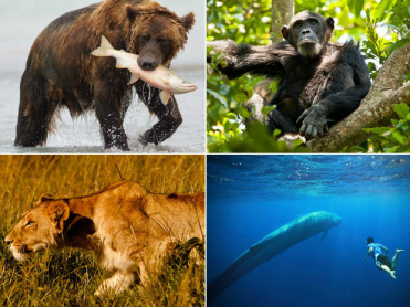 Ursos, baleias, primatas e felinos são o foco do mega-safári (Foto: Brad Josephs/Will BolsoverPatrick Dykstra/Richard Denyer/Natural World Safaris/Divulgação)