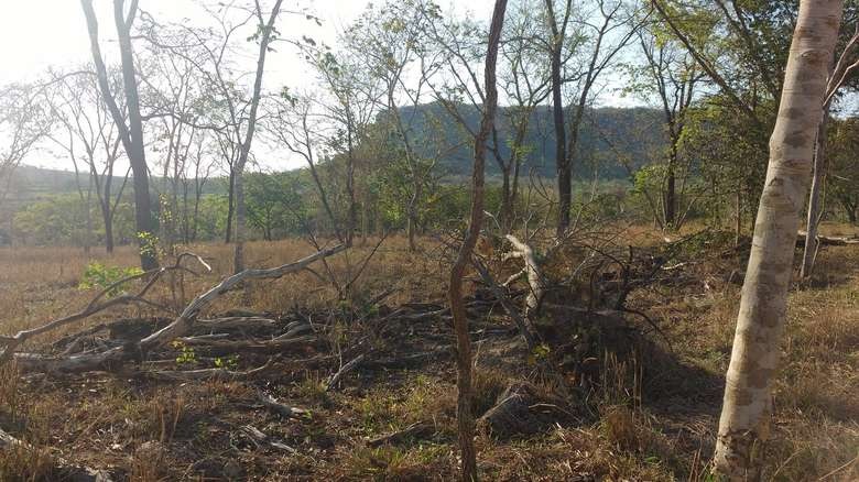 PMA autua proprietária rural por desmatamento ilegal PMA/Divulgação