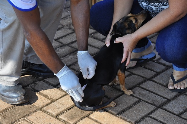 Vacinação antirrábica atende região do Santa Brígida Vacinação antirrábica atende região do Santa Brígida