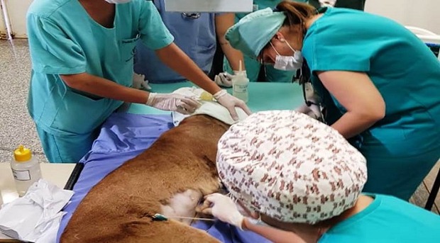 CRAS monta grande estrutura para levar onça doente ao hospital CRAS monta grande estrutura para levar onça doente ao hospital