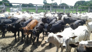 Embrapa apresenta estratégia que intensifica produção e gerante lucro maior Adoção de medidas de intensificação garantem maior lucro ao produtor rural. (Foto: Divulgação/ Embrapa)