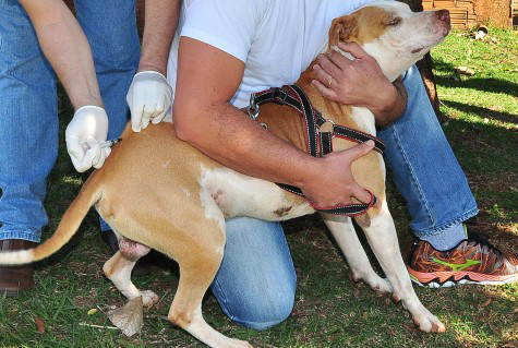 A campanha de vacinação antirrábica, realizada pela prefeitura de Dourados desde junho deste ano, se concentra essa semana na região da Vila Industrial e continua na aldeia indígena Bororó – Assecom/Arquivo