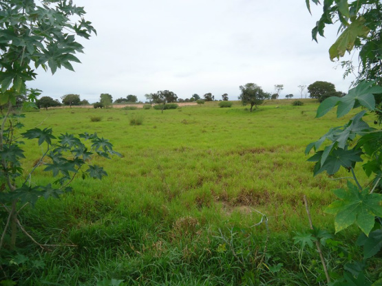 Governo leiloa 14 imóveis em Camapuã e Coxim nesta quinta-feira Lote ofertado na cidade de Coxim. Foto: Supat