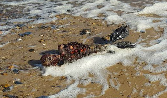 Homem diz ter encontrado “sereia” morta em praia deserta e vídeo explode na internet Homem diz ter encontrado “sereia” morta em praia deserta e vídeo explode na internet