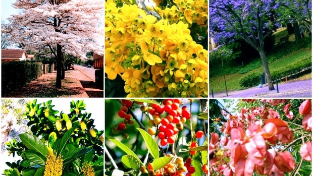 Árvores floridas garantirão explosão de cores na nova 14 de julho Árvores floridas garantirão explosão de cores na nova 14 de julho
