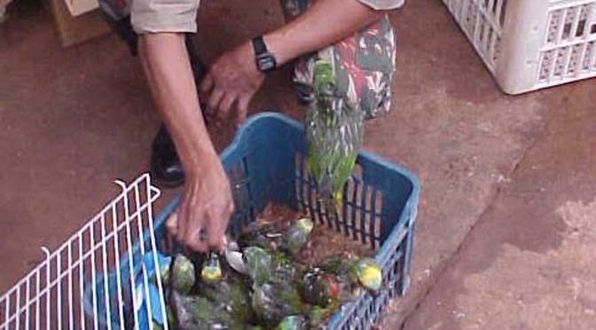 PMA, Ibama e ICMBio finalizam operação preventiva contra o tráfico de papagaios em MS PMA, Ibama e ICMBio finalizam operação preventiva contra o tráfico de papagaios em MS