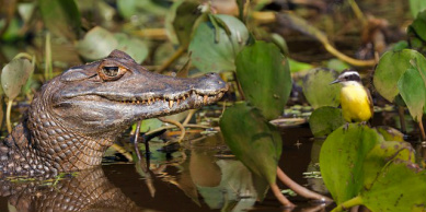 Jornalistas bolivianos participam de presstrip nas regiões de Bonito e Pantanal
