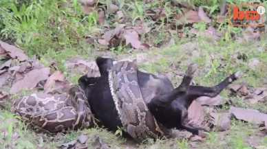 Cobra engolindo cabra foto Reprodução Youtube