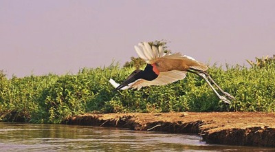 Primeiro workshop das Pousadas Pantaneiras acontece em Bonito na próxima semana