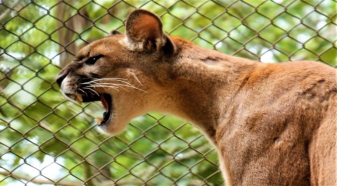 Saiba o que fazer ao encontrar um animal silvestre fora do seu habitat Saiba quem acionar e dicas para evitar problemas.