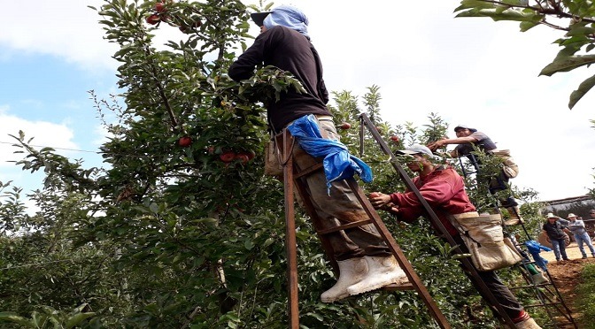 Iguatemi tem 208 vagas exclusivas para indígenas atuarem no cultivo de maçã no RS Iguatemi tem 208 vagas exclusivas para indígenas atuarem no cultivo de maçã no RS