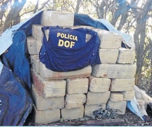 Parte da maconha encontrada pela equipe do DOF, na fazenda em Aral Moreira - Divulgação
