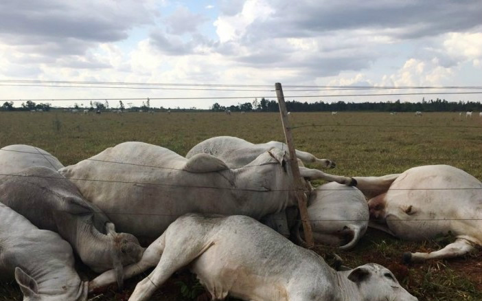 Temporal mata gado e deixa parte de cidade sem energia Ao menos 26 cabeças de gado morreram em propriedade rural - Foto: A Gazeta News