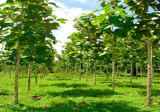 Pequenas florestas são essenciais para adaptação à mudanças climáticas, dizem especialistas Pequenas florestas são essenciais para adaptação à mudanças climáticas, dizem especialistas