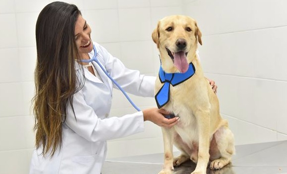 CaNil Pet o melhor atendimento para o seu cãozinho ou gatinho de estimação