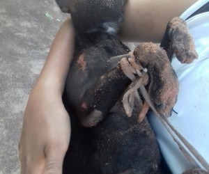 Cadela é encontrada queimada e com patas amarradas em terreno Animal foi socorrido, mas morreu - Foto: Divulgação/WhatsApp