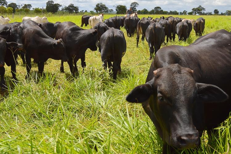 Em MS, exportação da carne bovina cresce 60% no primeiro semestre de 2019 Foto: Famasul