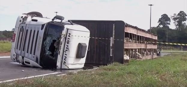 Carreta com gado tomba na BR-262, em MS, e animais ficam na pista