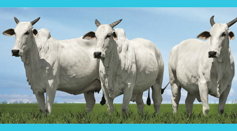 Governo inicia na sexta-feira treinamento de técnicos do Precoce MS