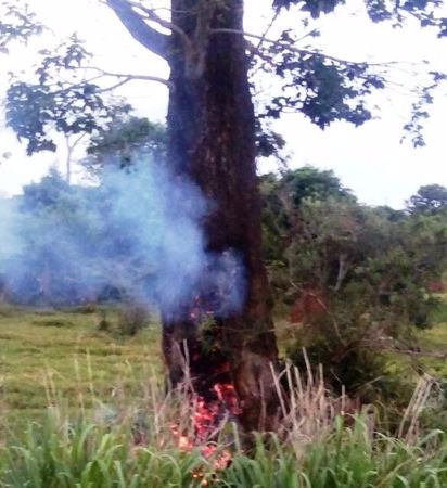 Situação em que ficou árvore logo após ser atingida por raio - Nova News
