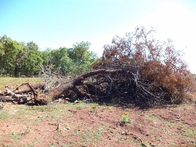 Proprietário rural é multado em R$ 3 mil por desmatamento de cerrado Proprietário rural é multado em R$ 3 mil por desmatamento de cerrado
