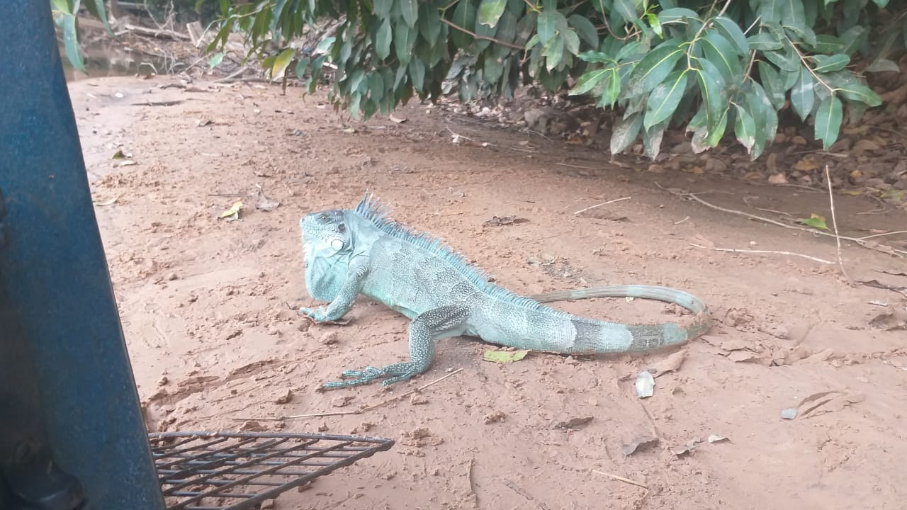 PMA captura iguana em residência no centro de Coxim