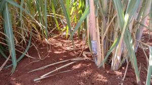 Soja e cana elevam produção e valor bruto do campo deve chegar a R$ 25,7 bi Para a produção de cana-de-açúcar espera-se aumento de 10% no valor bruto (Foto: Caroline Maldonado)