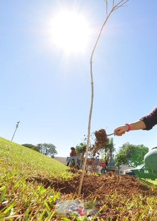 Imam elabora guia para plantio de mudas Imam cria guia para orientar população sobre plantio de mudas. A. Frota
