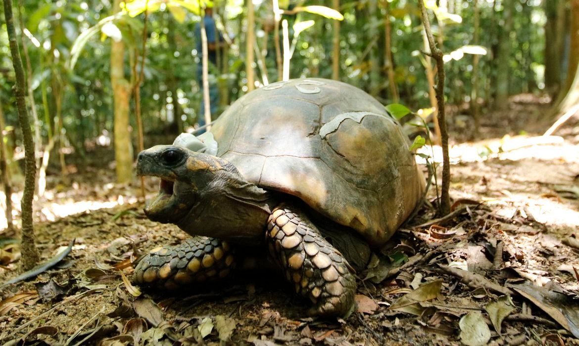 Ministério do Meio Ambiente suspende visitação a parques nacionais © Tomaz Silva/Agência Brasil
