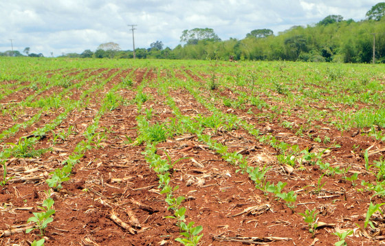 Soja deve ter renda 2,5% maior e atingir R$ 8,8 bilhões em MS Mesmo com quebras na produção a soja ainda deve puxar rendimento do VPB em MS - Foto: Valdenir Rezende / Correio do Estado