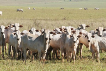 BeefPoint pesquisou sobre as atividades mais competitivas que a pecuária de corte. (Foto: Famasul)