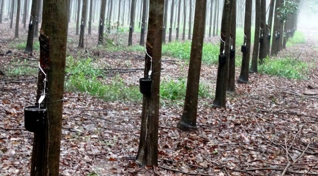 Plantio de seringueira é novo atrativo do setor florestal em Mato Grosso do Sul