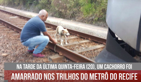 Cachorrinha amarrada aos trilhos foi salva por maquinista - Foto: Reprodução