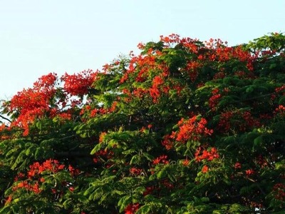 Dia amanhece com céu claro na capital, mas previsão é de chuva isolada na maioria das cidades do Estado (Foto: André Bittar)
