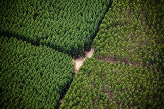 Assessoria de Imprensa da Fibria