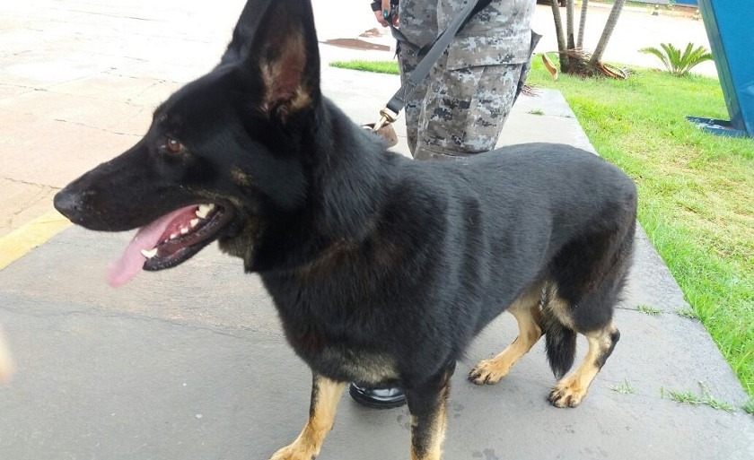 Neca é da raça Pastor-belga Malinois, uma das mais usadas para o combate ao tráfico de drogas, graças a seu faro apuradíssimoNeca é da raça Pastor-belga Malinois, uma das mais usadas para o combate ao tráfico de drogas, graças a seu faro apuradíssimo - Divulgação/PM