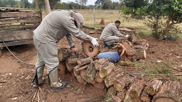 Agentes trabalham na identificação e combate de inseto barbeiro