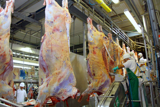 Frigoríficos investem e vão gerar 450 vagas de empregos em Mato Grosso do Sul Abates de bovinos devem ter incremento com abertura de novos mercados para a carne - Foto: Divulgação