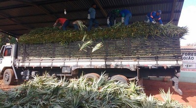 Agricultores familiares recebem 20 mil mudas de abacaxi para diversificar a produção Agricultores familiares recebem 20 mil mudas de abacaxi para diversificar a produção