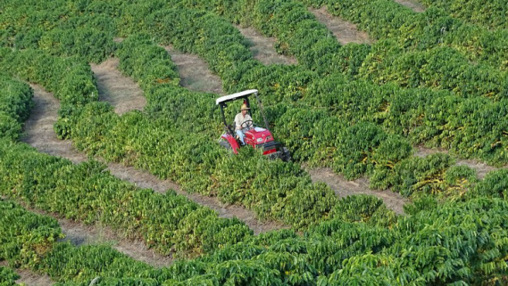 Agro perde empregos formais em setembro, mas está positivo em 2016 Cultura do café foi a que teve mais peso na perda de empregos na agropecuária em setembro, de acordo com o Ministério do Trabalho(Foto: Emilio Mansur/Editora Globo)