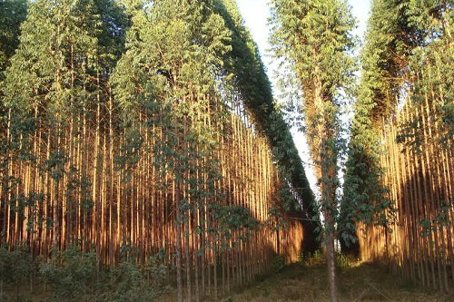 Floresta de eucalipto na região de Três Lagoas, onde Eldorado Brasil realiza expansão - Foto: Divulgação/Celulose Online